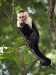 White-faced Capuchin Monkey (Cebus capucinus)  eating apple stolen from tourist  Manuel Antonio National Park  Costa Rica  October