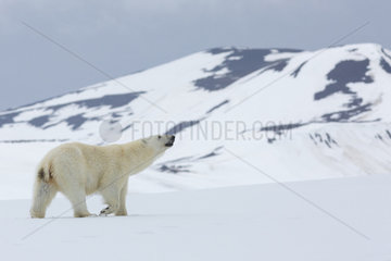 Polar bear (Ursus maritimus) walking in the snow  Spitsbergen  Svalbard.