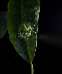 Savage?s Glass frog (Cochranella savagei)  Barbas Bremen reserve  December