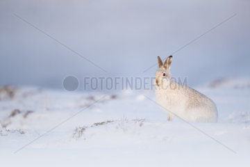 Mountain Hare (Lepus timidus). A Mountain Hare rests in the Cairngorms National Park  UK.