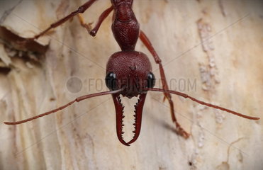 Red bull ant (Myrmecia gulosa)  Australia