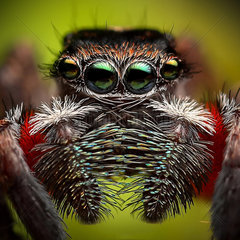 Jumping spider (Jotus auripes) Male  Central coast NSW Australia .One of my fave species of jumping spider  those pedi palps and those eyes  beautiful.