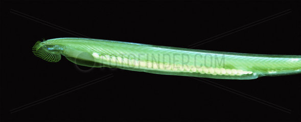 European lancelet  Branchiostoma lanceolatum. Showing fluorescent colours when photographed under special blue or ultraviolet light and filter. The fluorescent protein is in the same class as those found in corals and jellyfish. The mitochondrial genome of Branchiostoma lanceolatum has been sequenced  and the species serves as a model organism for studying the development of vertebrates. Aquarium photography. Portugal