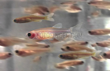 Zebrafish (Danio rerio)  on casper fish form. Casper fish are the result of a cross between 2 mutant zebra fish. Since 1930 zebra fish are used to study the development of cancer in vivo. The fertilized eggs  embryos  and fry are transparent  allowing scientists to easily observe and study topics such as tumor growth  brain tissue development  and blood vessel growth. However  after a few weeks  transparency declines as their bodies become opaque  limiting the research window for scientists. In response  researchers began crossbreeding specific genetic strains of zebra fish to produce a transparent fish. After a year  they developed the Casper Fish   which lacks pigment in its skin and scales  and therefore is transparent. The Casper Fish?s transparency allowed researchers to extend their research into the adult stage of this model organism. USA