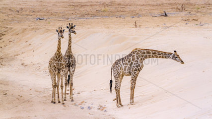 Giraffe (Giraffa camelopardalis) in Kruger National park  South Africa