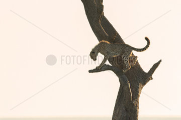 A Cheetah (Acinonyx jubatus) cub plays in the early morning sun in the Maasai Mara  Kenya.