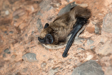 Meridional Serotine (Eptesicus isabellinus) in a cave in Morocco