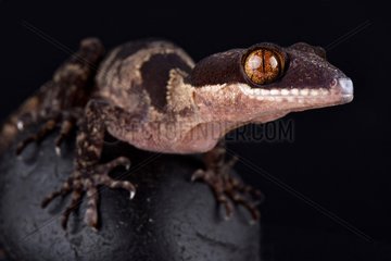 Papua giant banded gecko (Cyrtodactylus louisiadensis)