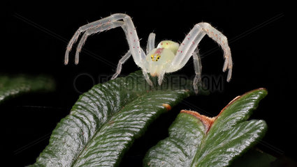 Crab spider (Thomisidae sp)  Australia