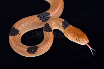 The African tiger snake (Telescopus semiannulatus) is a rear-fanged venomous snake species found in Africa.