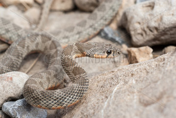 Horseshoe Whip Snake (Hemorrhois hippocrepis)  Morocco