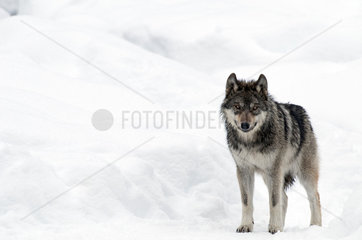 Grey wolf (Canis lupus) in the snow