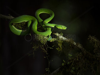 Side-striped Pit Viper (Bothriechis lateralis)  Costa Rica  October