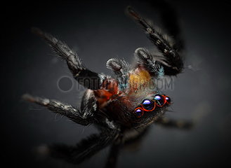 Jumping spider (Saitis virgatus) male  NSW  Australia.