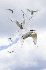 Arctic Terns (Sterna paradisaea) in protection of their nests on the Farnes Islands  England