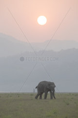 Asian or Asiatic elephant (Elephas maximus)  at sunset  Jim Corbett National Park  Uttarakhand  India