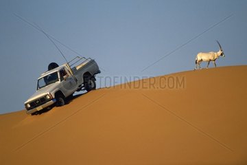Surveillance d'un Oryx en semi-liberté Arabie Saoudite
