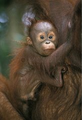 Jeune orang-outan accroché à une femelle Bornéo