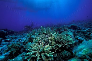 Coral reef of Banc du Geyser Comoros
