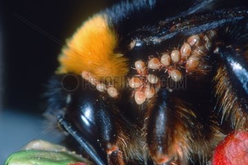 Humbleee von Bumble Bienenmilben -Larven parasitiert