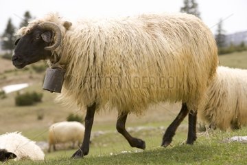 Mouton portant une cloche