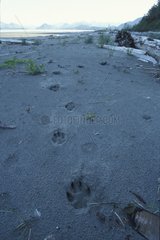 Traces of wolf on sand Island Vargas British Colombia Canada