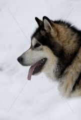 Hund Malamute Race von Alaska
