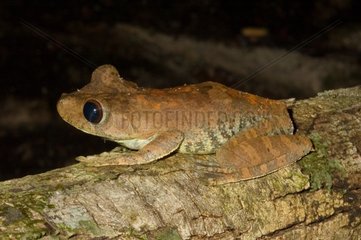 Giant Broad-headed Treefrog on a branch French Guiana