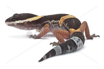Eastern Indian Leopard Gecko in studio