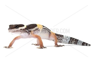 Eastern Indian Leopard Gecko in studio
