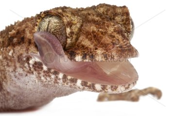 Portrait of a Gecko tongue out