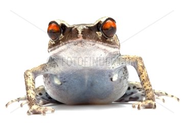 Portrait of a Spotted Litter Frog in studio