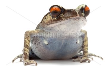 Portrait of a Spotted Litter Frog in studio