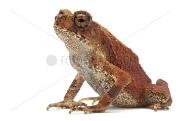 Bony-headed Toad in studio