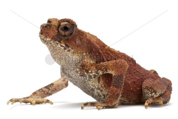 Bony-headed Toad in studio