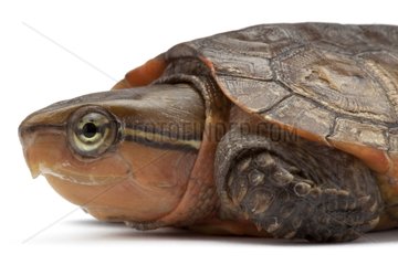 Big-headed Turtle in studio