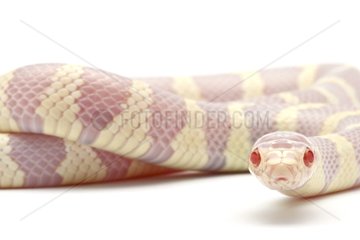 Red corn snake 'Californiae Albinos' in studio