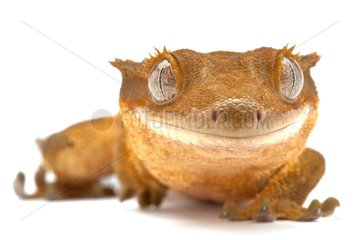 Portrait of a Crested Gecko in studio