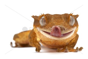 Portrait of a Crested Gecko in studio