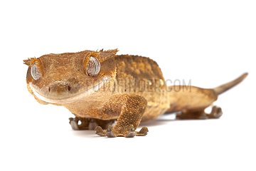 Crested Gecko in studio