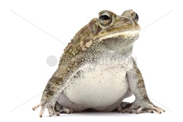 Garman's toad in the studio