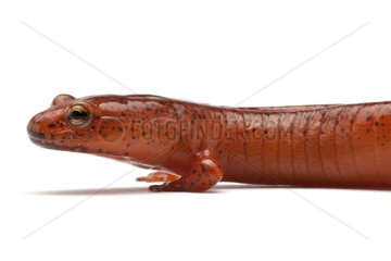 Portrait of a Red Salamander in the studio