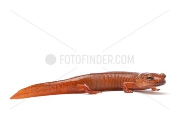 Red Salamander in the studio