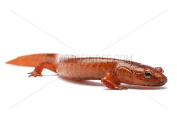 Red Salamander in the studio