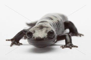 Portrait of a Marbled Salamander in studio