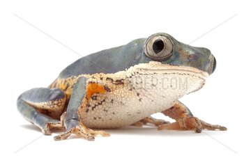 Orange-legged monkey frog in studio