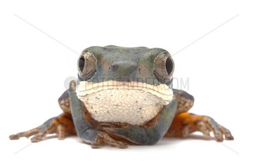 Portrait of a Orange-legged monkey frog in studio