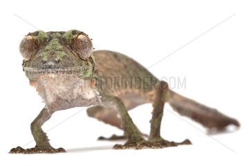 Henkel s Leaf-Tailed Gecko in studio