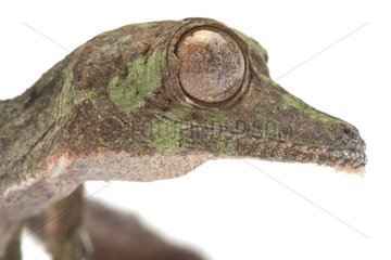 Portrait of a Henkel s Leaf-Tailed Gecko in studio