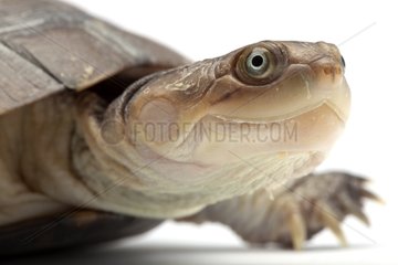 Portrait of a Helmeted turtle in studio